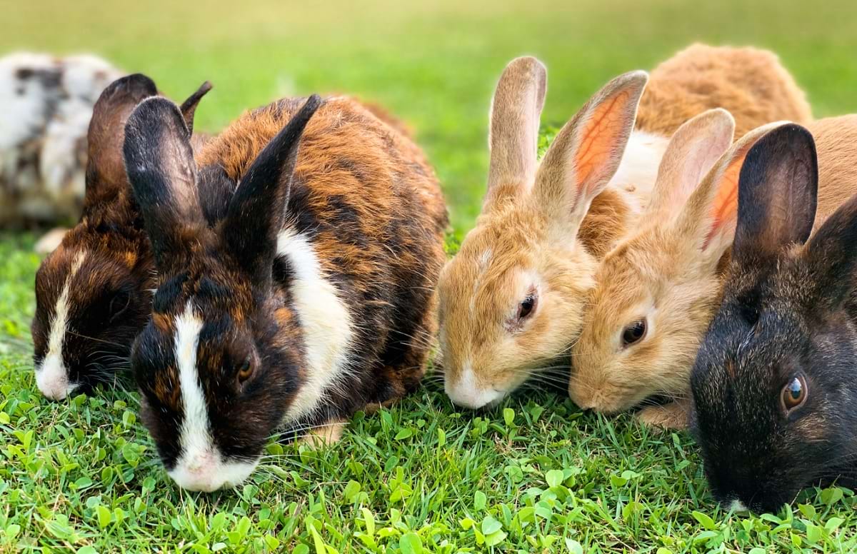 rabbit
